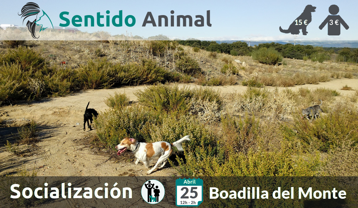 Socialización canina - Boadilla del Monte