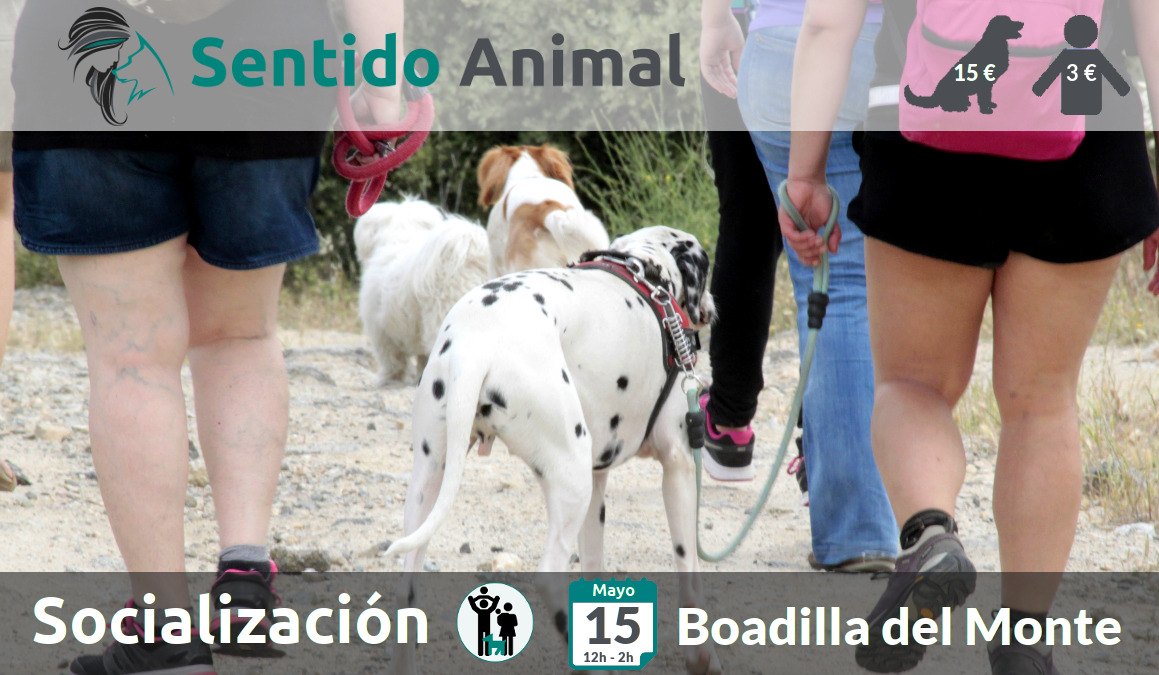 Socialización canina - Boadilla del Monte