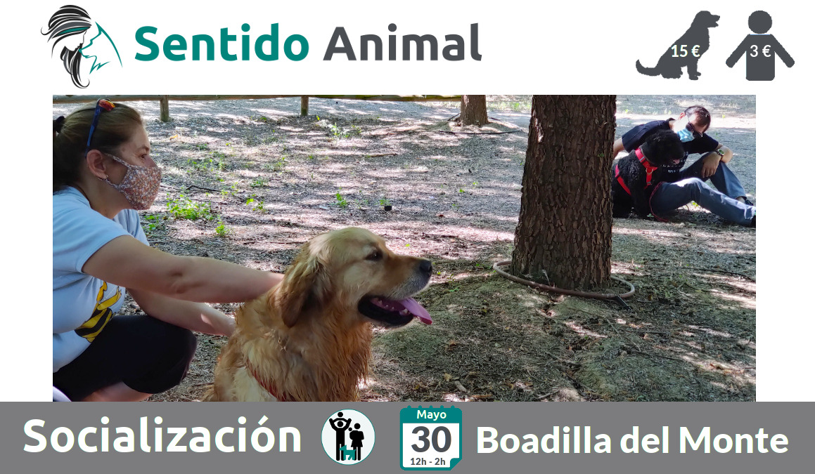 Socialización canina - Boadilla del Monte