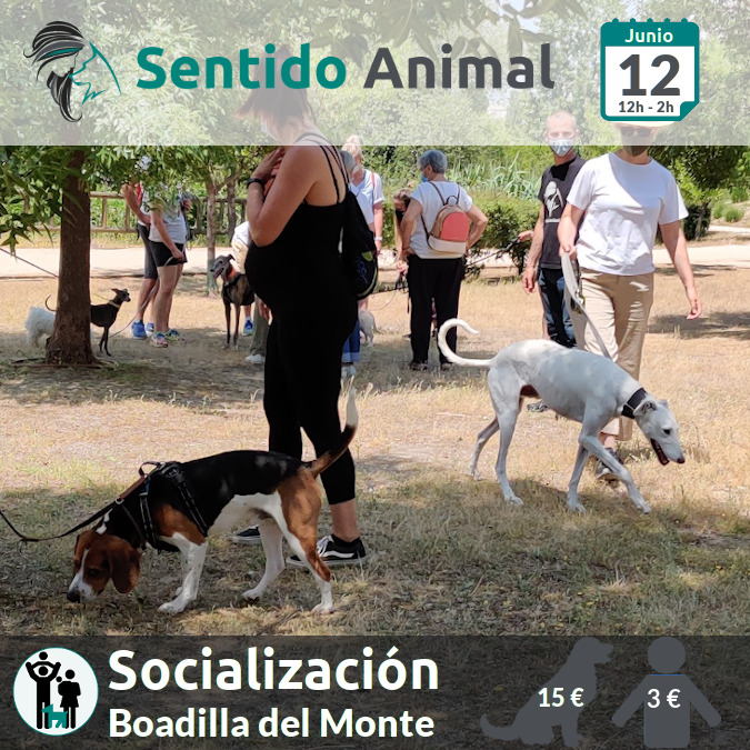 Socialización canina - Boadilla del Monte