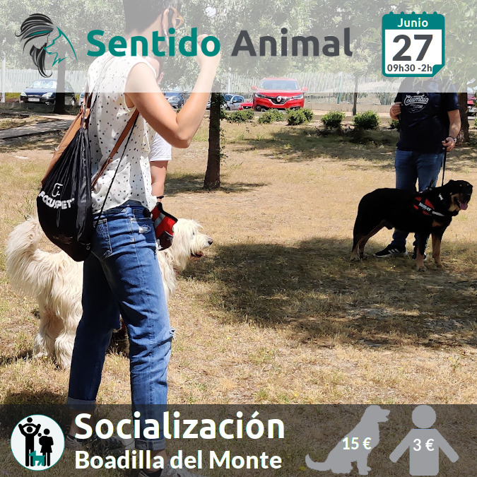 Socialización canina - Boadilla del Monte