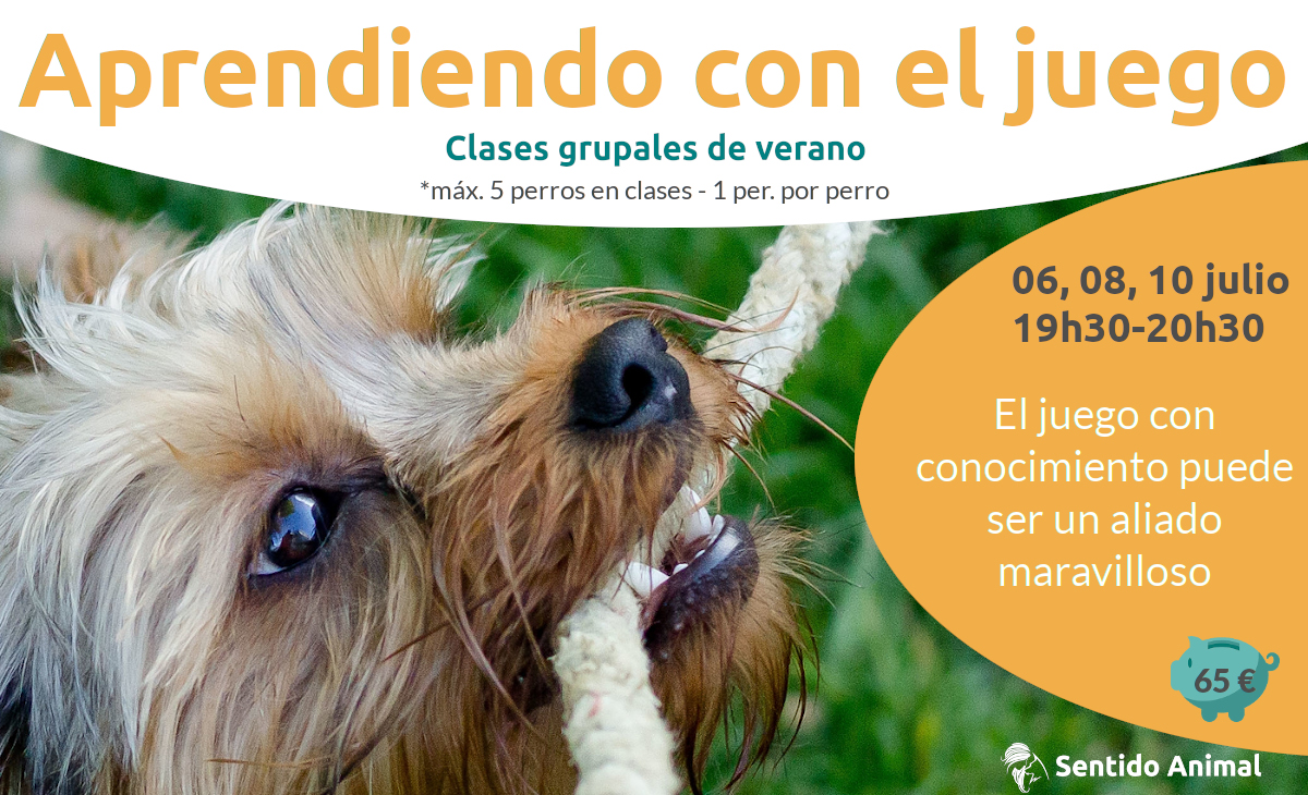 Aprendiendo con el Juego - clases grupales para perros