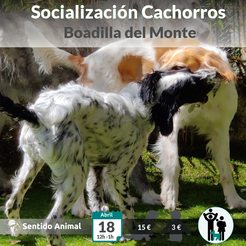 Salida de socialización de cachorros - Boadilla del Monte