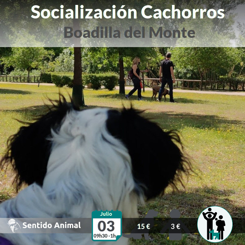 Salida de socialización de cachorros - Boadilla del Monte. Educación canina para cachorros