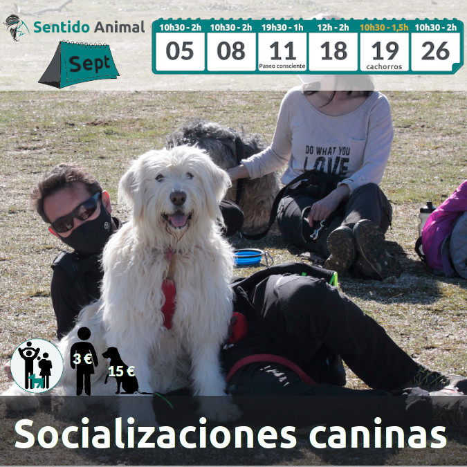 Salidas de Socialización canina - septiembre 2021
