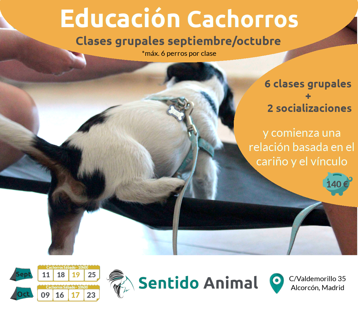 Clases grupales de educacion canina para cachorros