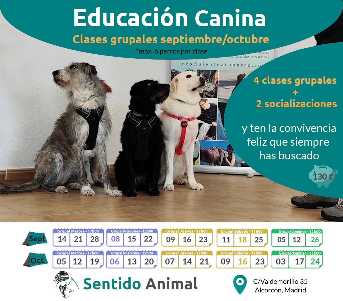 Clases grupales de educación canina