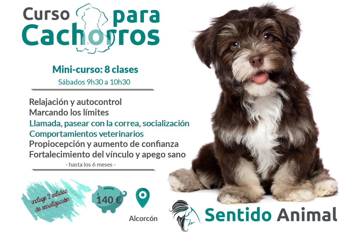 Clase para Cachorros_Educación canina