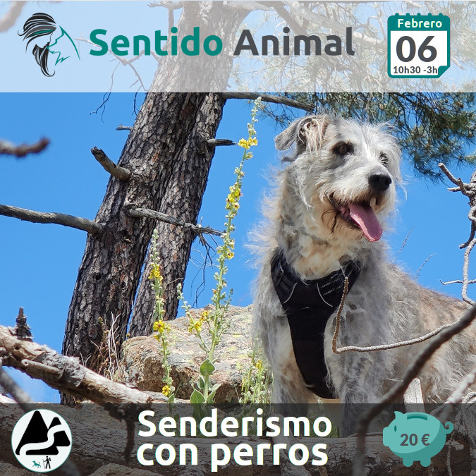 Perra gris en unas rocas con un arbol al lado