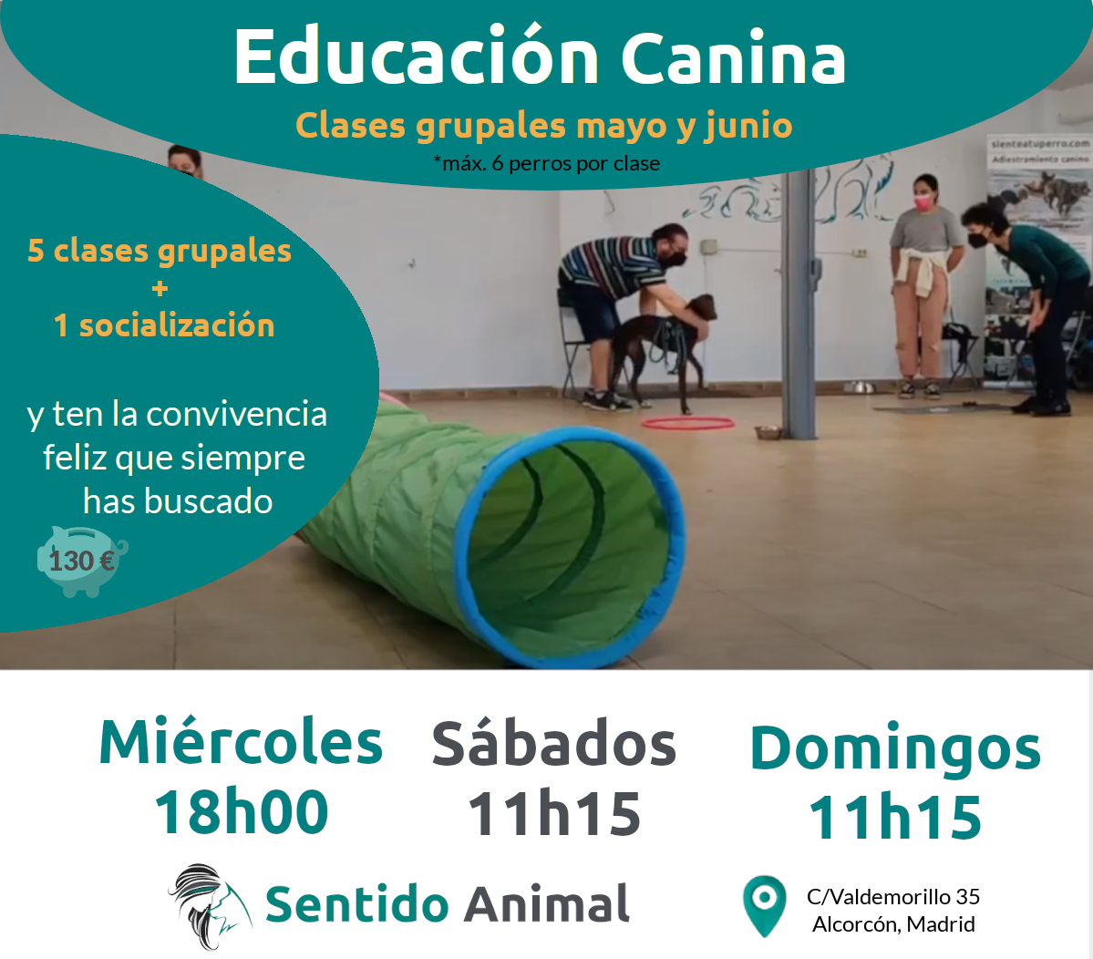 Clases grupales de adiestramiento canino en Madrid