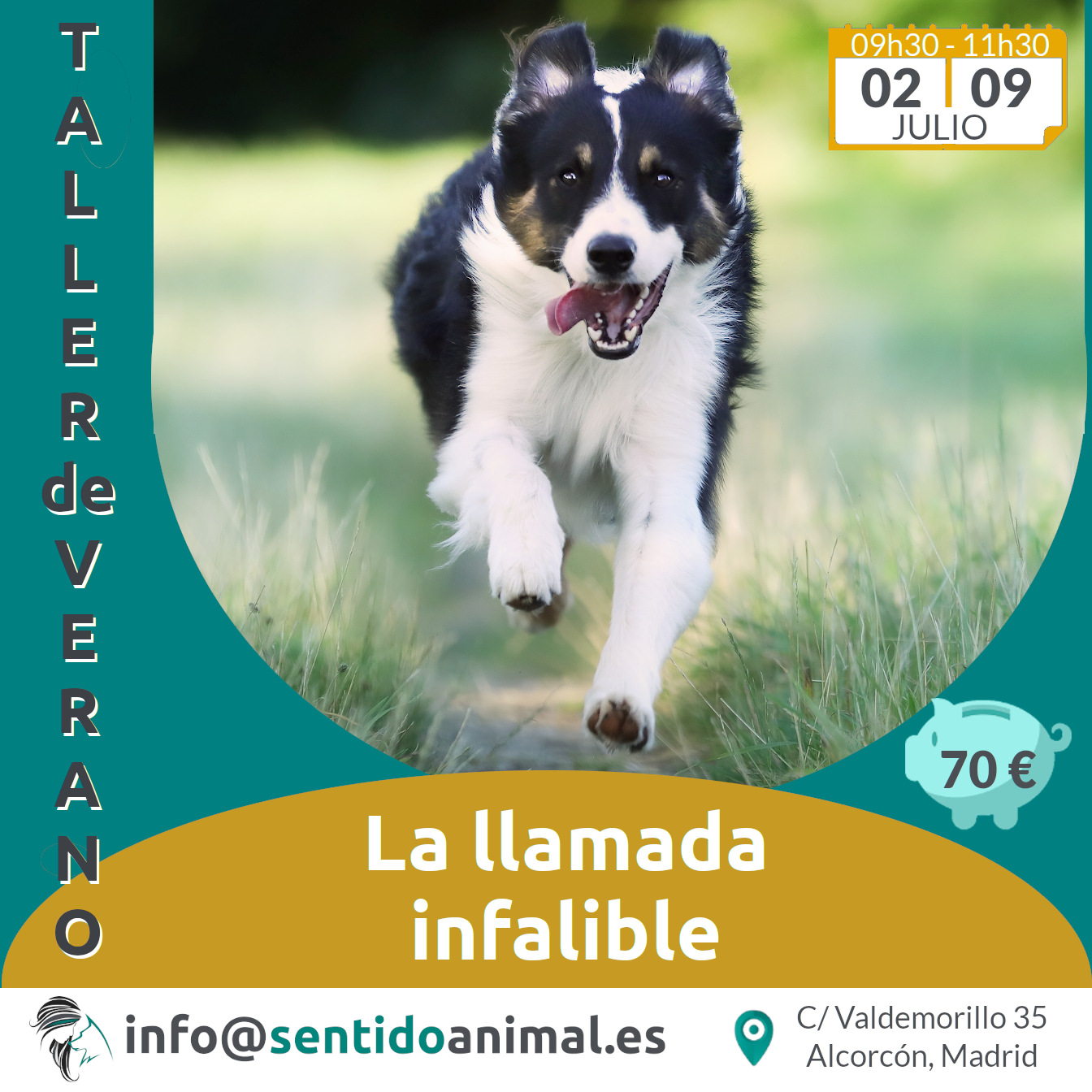 perro boder collie corriendo en dirección a la cámara